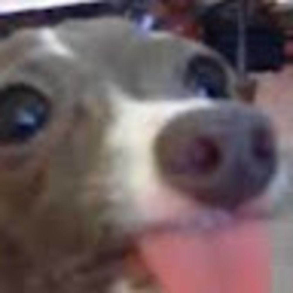 Meet your Posher, Chris